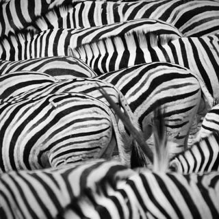 Etosha - Okaukuejo - Zebras